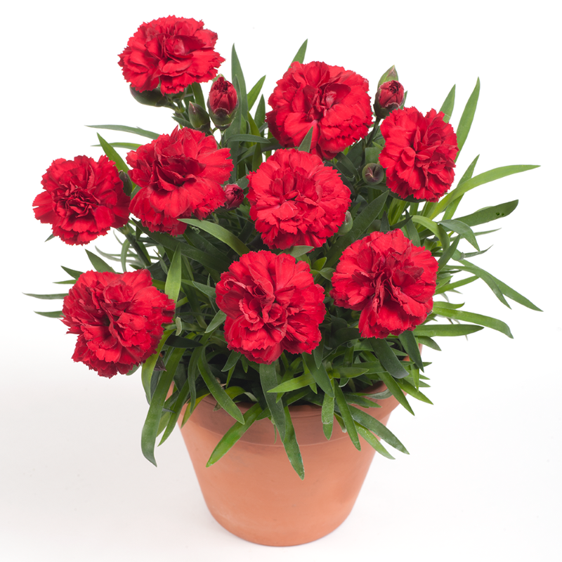 Гвоздика Dianthus Oscar. Гвоздика Садовая Лилипот. Гвоздика Dianthus Sunflor Red bull. Гвоздика Оскар черри. Гвоздики уход в домашних условиях